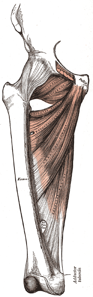 Medial Compartment of the Thigh, Pubis, Femur, Obturator Externus, Adductor Magnus; Brevis; Longus,