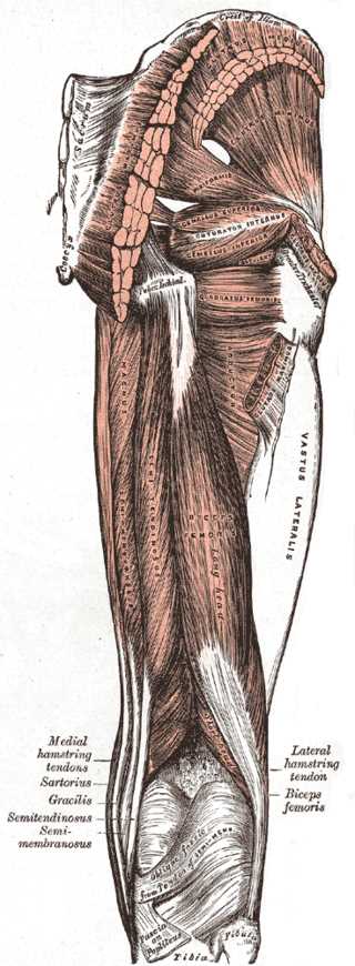 Muscles of the Thigh, Gluteus Maximus; Medius; Minimus, Piriformis, Gemellus Superior; Inferior, Obturator Internus, Adductor