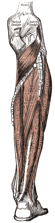 Posterior Muscles of the Leg, Popliteus, Tibialis Posterior, Peroneus Longus, Flexor Digitorum Longus, Flexor Hallucis Longus