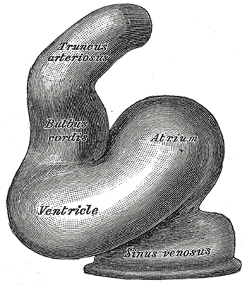 embryology of the heart; Truncus Arteriosus, Bulbus cordis, Ventricle, Atrium, Sinus Venosus