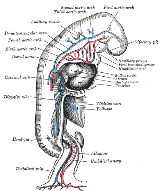 Embryology; Aortic Arches; Primitive Jugular Vein, Olfactory pit, Auditory Vesicle, yolk sac, Allantois, Umbilical Artery and