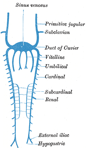 azygos vein and hemiazygos vein, Embryology, Sinus venosus, Primitive jugular, Subclavian, Duct of Cuvier, Vitelline, Umbilic