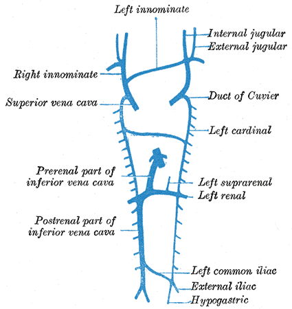 Embryology, development of venous system, Left  and Right innominate, Internal and External Jugular, Superior vena cava, Duct