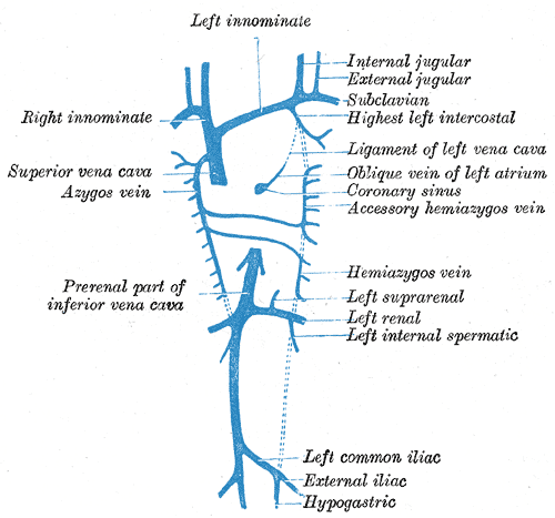 Embryology, hemiazygos vein, Right Innominate, Azygous Vein, Development of Veins