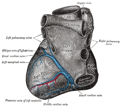 Anatomy of the Heart from the Left, Left Atrium, Left Ventricle, Azygos vein, Aorta, Coronary Sinus, Posterior vein of left v