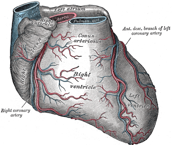 Anatomy of the Heart from the Right, Right Ventricle, Left Ventricle, Conus arteriosus, Right Coronary artery, Right Atrium, 