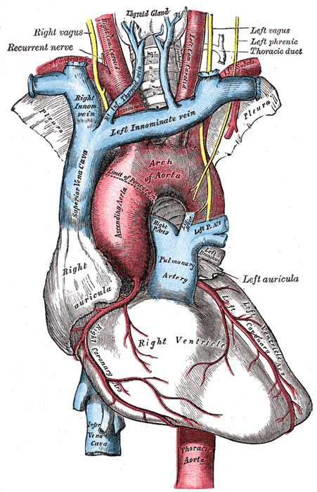 Anatomy of the Heart