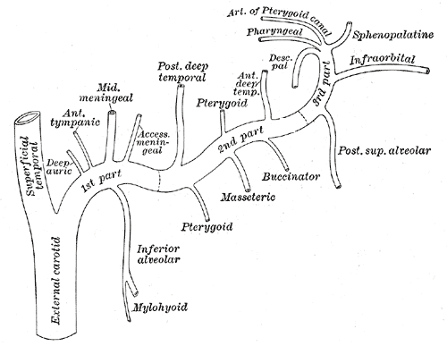 Plan of branches of maxillary artery, External Carotid Branches