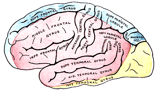 Outer surface of cerebral hemisphere; showing areas supplied by cerebral arteries, Blue areas are supplied by the Anterior ce