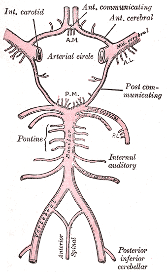 Circle of Willis