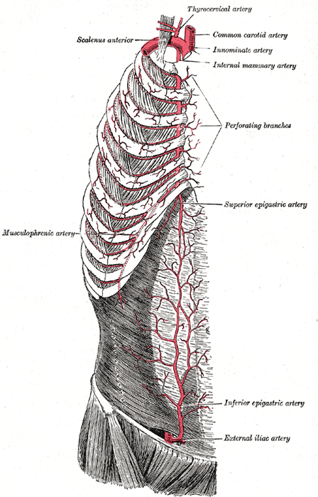 Superficial Arteries of the Chest and Abdomen; Right side, Musculophrenic Artery, Scalenus Anterior, Thyrocervical Artery, Co