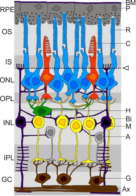 Diagram of retinal layers