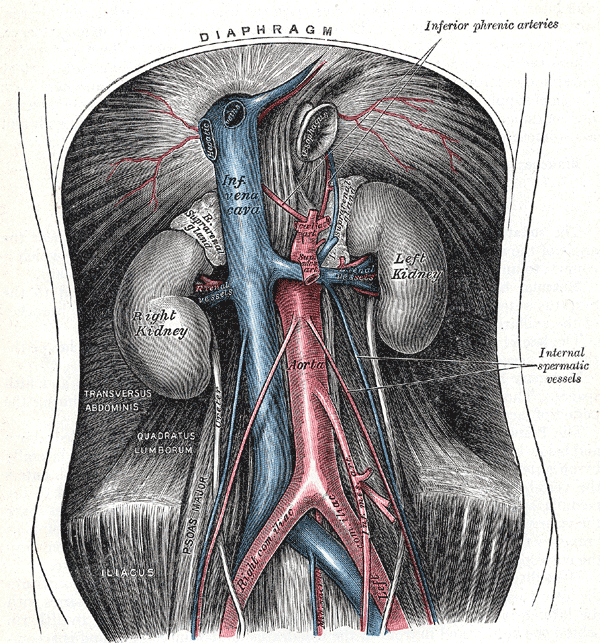 The abdominal aorta and its branches