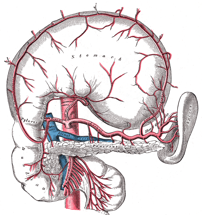 <p>Celiac Trunk. The image shows the celiac trunk and its branches around the stomach, pancreas, spleen, and duodenum.</p>