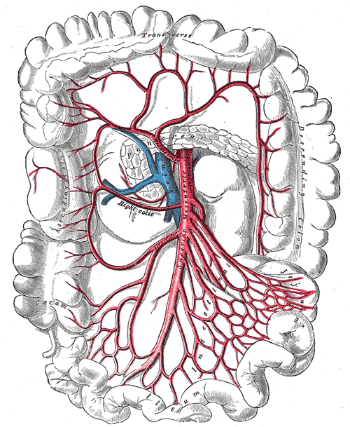 superior mesenteric artery anatomy. Transverse Colon, Descending Colon, Cacum Ilium