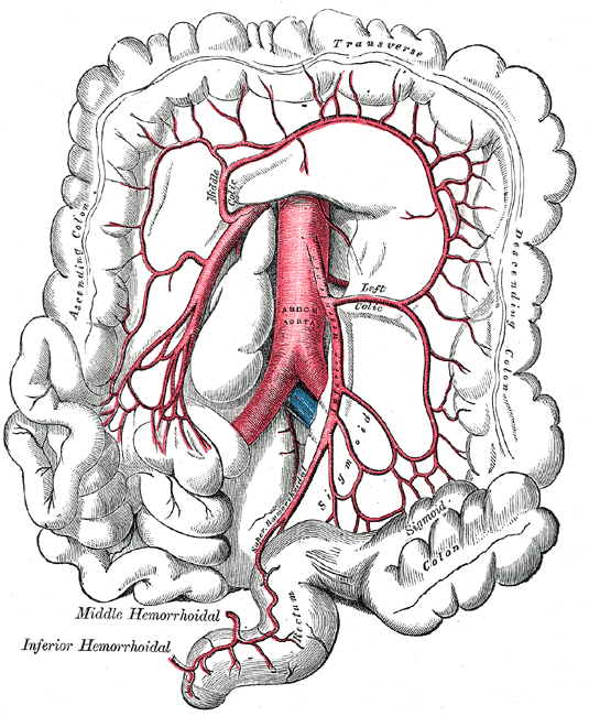 The inferior mesenteric artery and its branches, Colon; Ascending; Transverse; Descending, Inferior Hemmorhoidal, Abdominal A