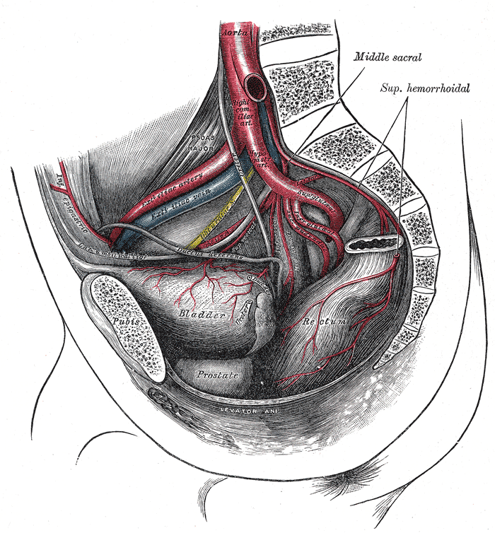 The arteries of the pelvis, male abdomen, Right Common Iliac Artery, Hypogastric Artery, Superior Gluteal Artery, Infra glute