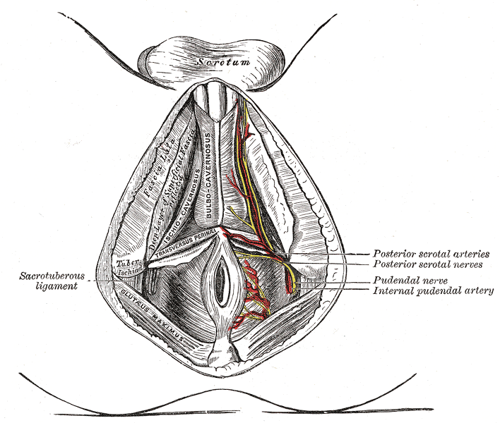 Perineal Arteries and Nerves, Male Perineum, Posterior Scrotal Arteries, Posterior Scrotal Nerve, Pudendal nerve, Internal Pu