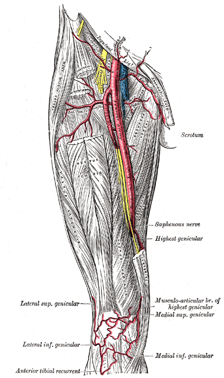 Femoral Artery and it's Branches