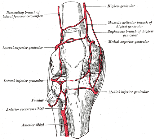 Genicular artery Knee and it's Branches