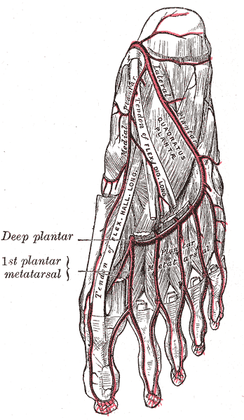 Arteries for the Bottom of the foot; Lateral and Medial Plantar Artery, Plantar Metatarsal artery