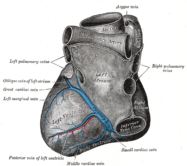 Veins of the Heart, Coronary Sinus Vein, Middle Cardiac Vein, Anterior vein of left ventricle, Left Marginal vein, Great card