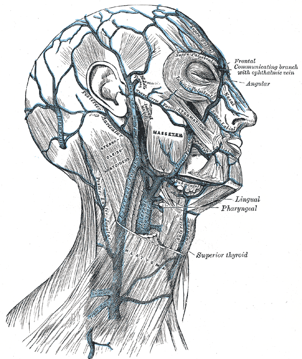 Veins of the Neck Head and Face and their Branches; External and Internal Jugular Vein