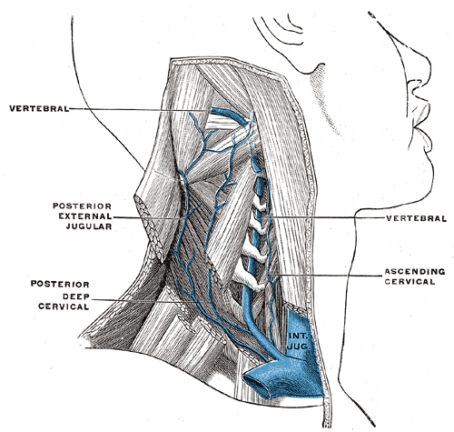 Internal Jugular vein and its Branches; In the Neck, Posterior External Jugular, Posterior Deep Cervical, Vertebral, Ascendin