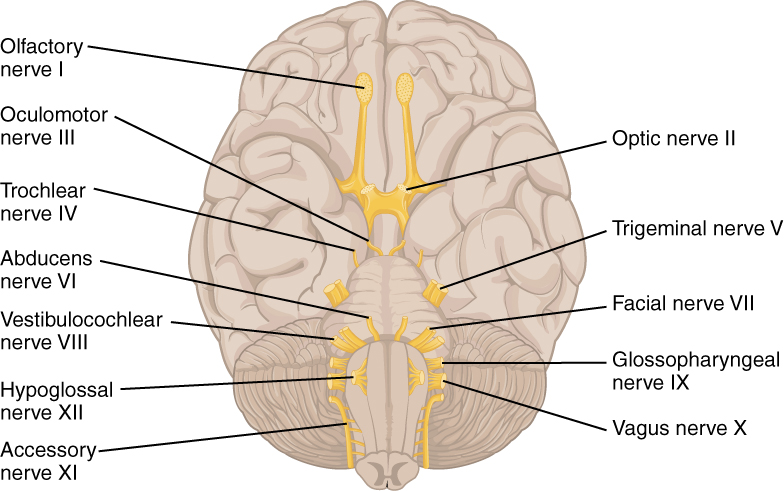 The cranial nerves