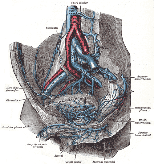 Prostatic Venous Plexus, Common Iliac vein, Inferior Vena Cava, Abdominal Aorta, Hypogastric vein