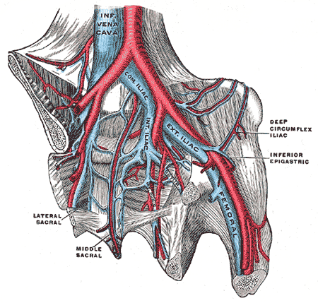 Inferior Vena Cava, Internal Iliac Vein, Common Iliac Vein, External Iliac Vein, Femoral Vein, Deep Circumflex Iliac Vein, Mi