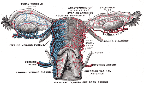 female reproductive system blood supply, Tubal Vessels, Anastomosis of uterine and ovarian arteries, Helicine branches, Fallo