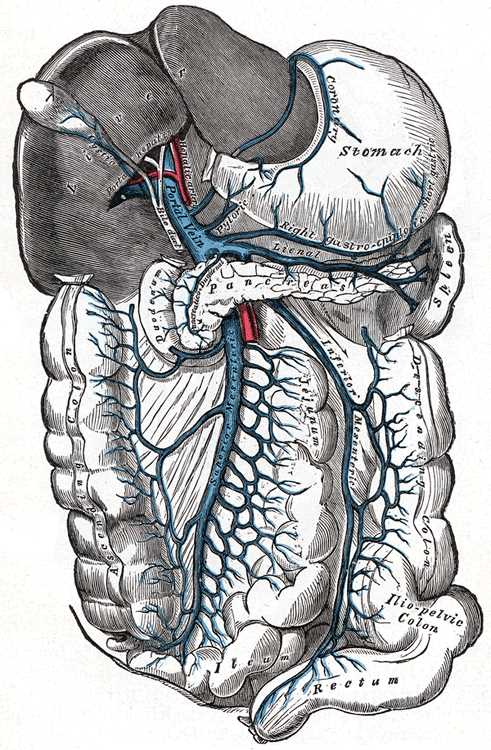 Portal vein and its branches, Superior Mesenteric vein, Inferior Mesenteric vein, Lienal vein, Right gastroepiploic vein