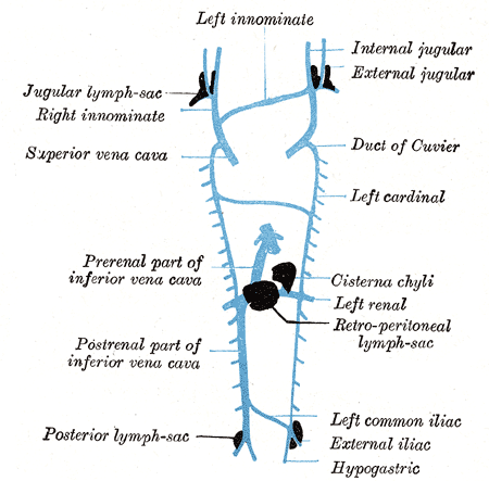 Lymphatic system, Left innominate, Internal and External Jugular, Duct of Cuvier, Left Cardinal, Cisterna chyli, Left renal, 