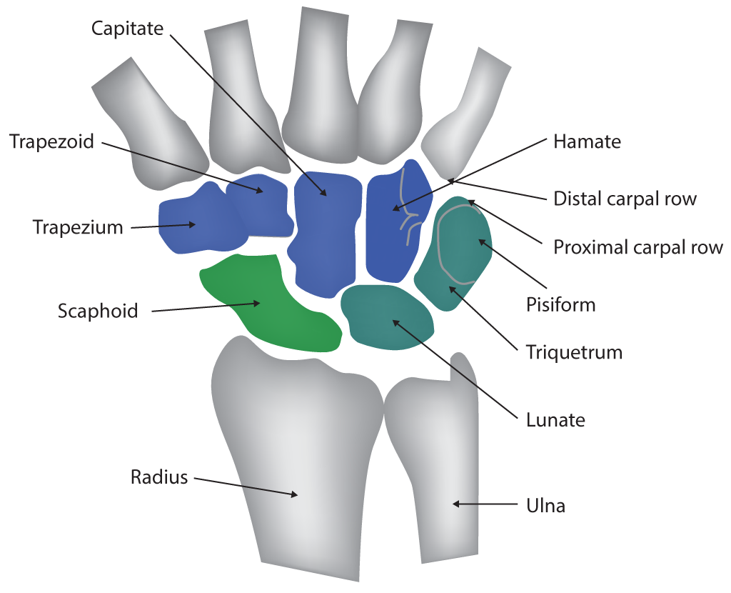 Wrist Joint Anatomy