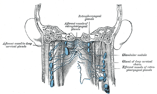 Lymph nodes of the neck; Posterior view, Afferent vessel to deep cervical glands, Afferent vessels of retropharyngeal glands,