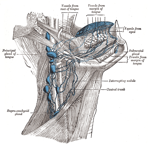 Deep Cervical Lymph nodes, Principal gland of tongue, Supraomohyoid gland, Central trunk, Interrupting nodule, Trunks from ma