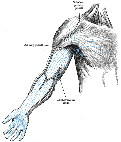 Lymph nodes of the arm, Deltoid pectoral glands, Axillary glands, Supratrochlear gland