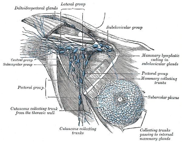 Axillary lymph nodes, Deltoideo Pectoral glands, lateral group, Subclavicular group, Central group, Subscapular group, Pector