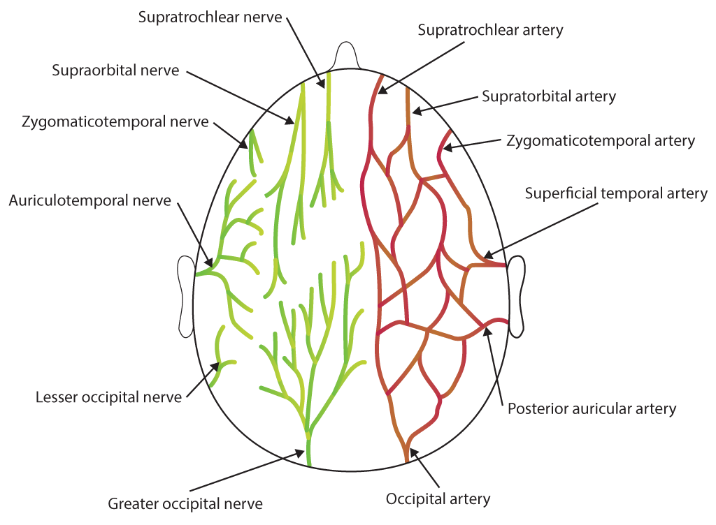 Scalp Nerves and Arteries