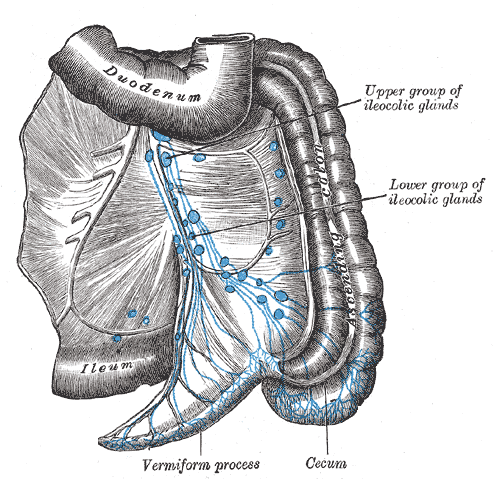 Lymphatics of the Colon, Ileum, Duodenum, Upper and Lower group of Ileocolic lymph glands, cecum, Vermiform process