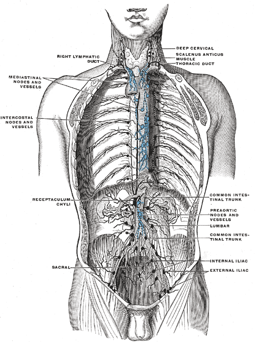 Lymphatic vessels of the Thorax, Right lymphatic duct, Mediastinal nodes and vessels, Intercostal nodes and vessels, Receptac