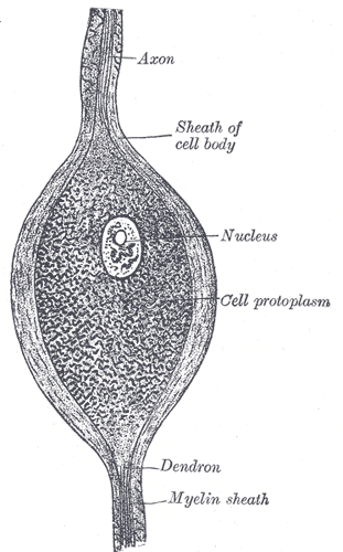 Neurology, Axis Cylinder nerve, Axon, Sheath of the cell body, Nucleus, Cell protoplasm, Dendron, Myelin sheath