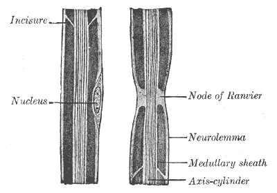 Neurology, longitudinal section of nerve fiber, Incisure, Nucleus, Node of Ranvier, Neurolemma, Medullary sheath, Axis-cylind