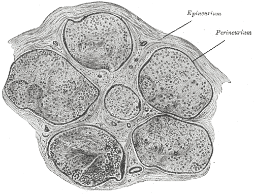 Neurology, Nerve Fascicle, Fasciculus, Epineurium, Perineurium