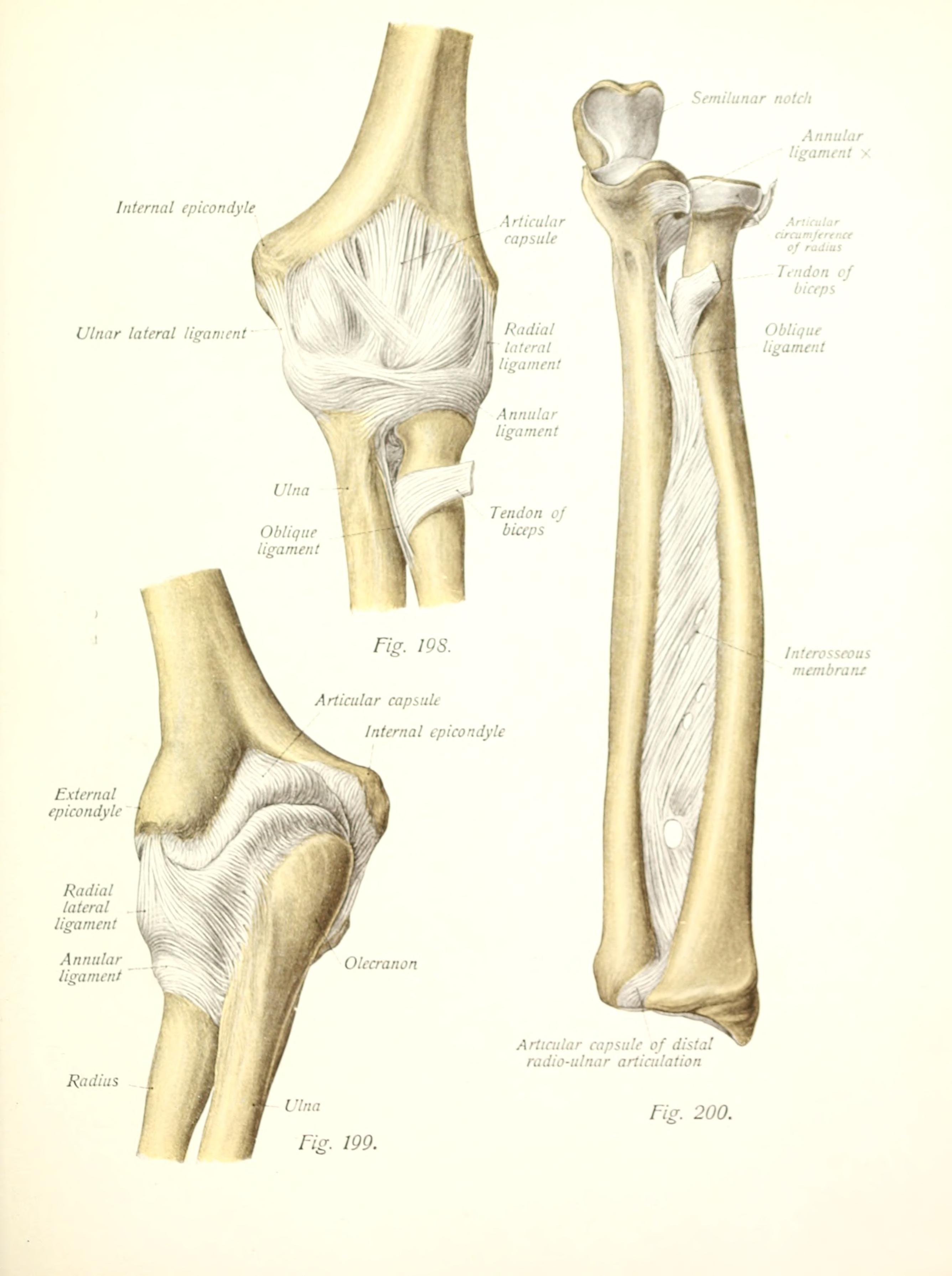 Ligamentous and fascial connections between radius and ulna