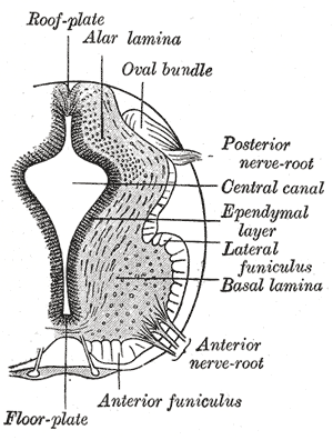 Neurology, Neural tube, Alar lamina, Oval bundle, Posterior nerve root, Central canal, Ependymal layer, Lateral funiculus, Basal lamina, Anterior nerve root, Anterior funiculus