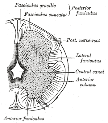 Neurology, Neural Tube, sulcus limitans, Fasciculus gracilis, Fasciculus cuneatus, Lateral funiculus, Central canal, Anterior