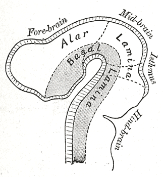 Embryology, Development of Nervous system, Four week old embryo, Alar lamina, Basal lamina, Neural tube