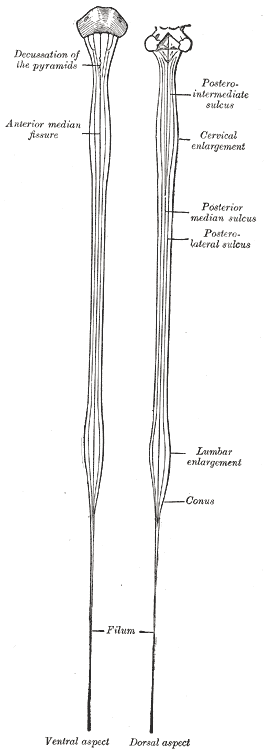 Spinal Cord, Neurology, Medulla Spinalis; Ventral and Dorsal aspect, Decussation of the pyramids, Posterior intermediate sulc